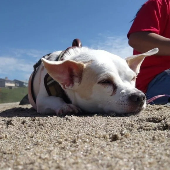 🏖️🌞🐕 Texas's Beach Day - Picture 13 of 16